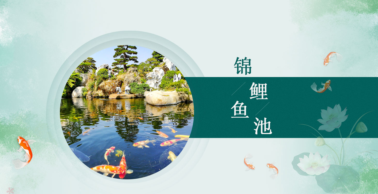 锦鲤鱼池